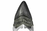 Juvenile Megalodon Tooth - South Carolina #172110-2